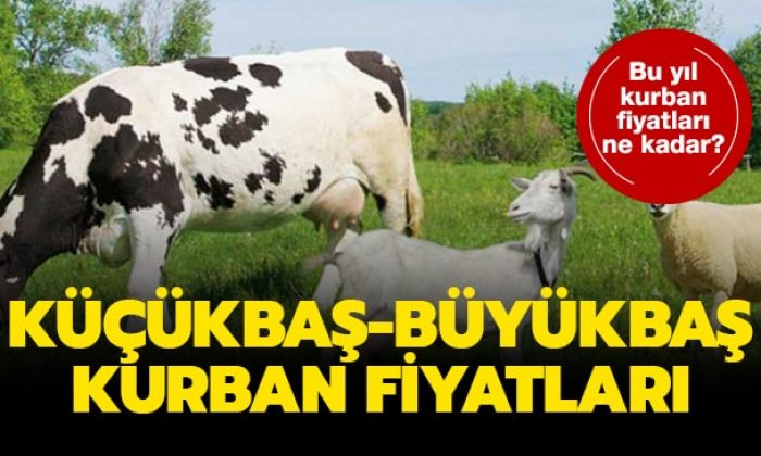 Kurban fiyatları ne kadar? 2019 Küçükbaş, büyükbaş kurban fiyatları..