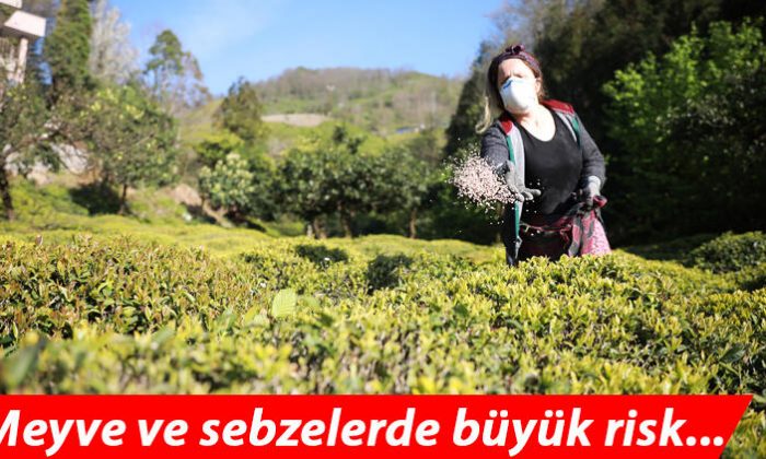 Doğu Karadeniz’de ‘aşırı gübreleme’ tehlikesi