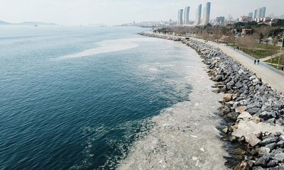 Pendik ve Kartal sahilinde tedirgin eden görüntü! ‘İlk kez böyle bir manzara ile karşılaştık’