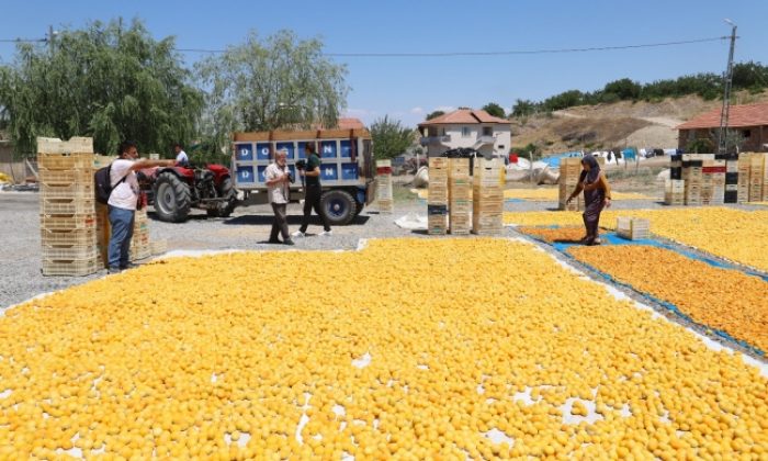 Malatya’da kayısı hasadı zamanı