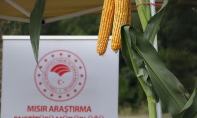 Türkiye şartlarına uygun yüksek verimli mısırlar  çiftçinin hizmetine sunuldu