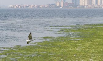 Deniz yosunları, İzmir Körfezi’ni yeniden işgal etti