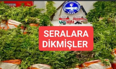 YALOVA’DA UYUŞTURUCU YETİŞTİRİLEN SERALARA NARKOTİK OPERASAYONU