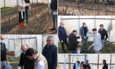 Yalova’da Thrips’ye karşı biyoteknik mücadele yapıldı.