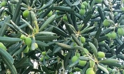 Zeytin tohumları çimlenmiyorsa,çevremizdeki zeytin ağaçlan nasıl ortaya çıkıyor?