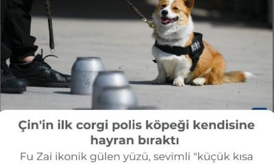 Çin’in ilk corgi polis köpeği kendisine hayran bıraktı