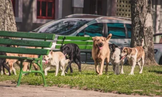 Sokak köpekleri teklifi komisyondan geçti