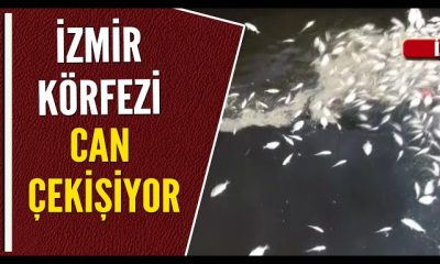 İzmir Körfezi’nde balık tutulmaması uyarısı